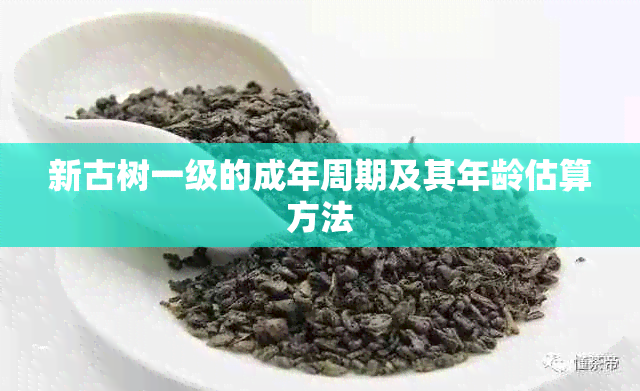 新古树一级的成年周期及其年龄估算方法