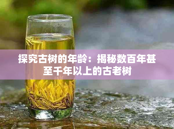 探究古树的年龄：揭秘数百年甚至千年以上的古老树