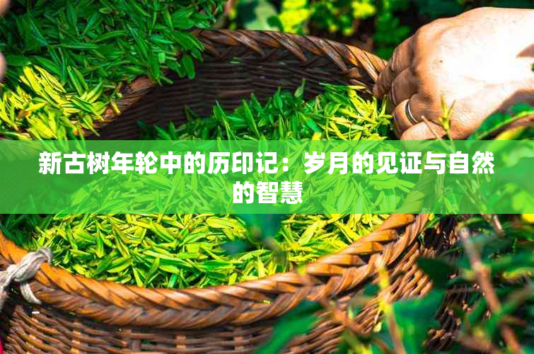 新古树年轮中的历印记：岁月的见证与自然的智慧