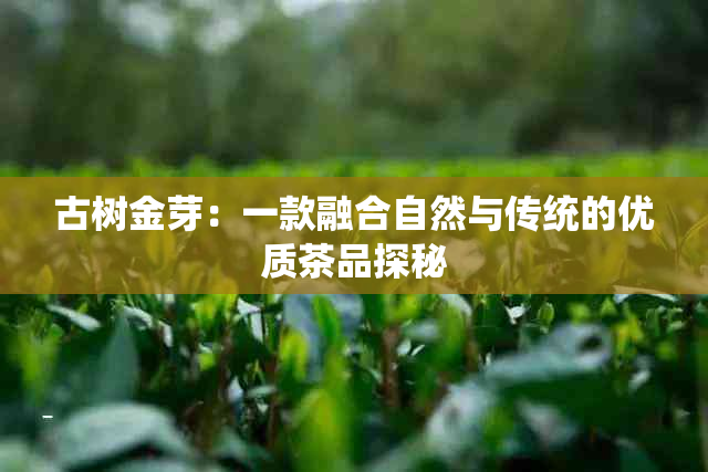 古树金芽：一款融合自然与传统的优质茶品探秘