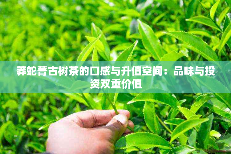 莽蛇菁古树茶的口感与升值空间：品味与投资双重价值