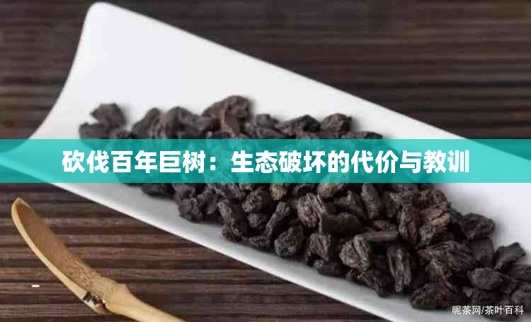 砍伐百年巨树：生态破坏的代价与教训