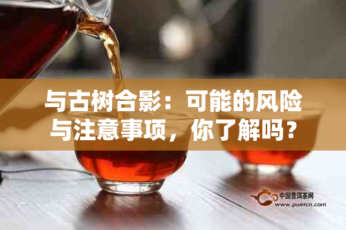 与古树合影：可能的风险与注意事项，你了解吗？