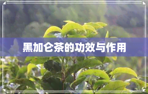 黑加仑茶的功效与作用