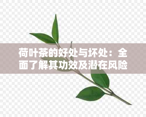 荷叶茶的好处与坏处：全面了解其功效及潜在风险，确保健饮用。