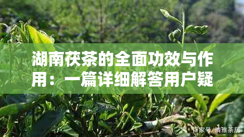 湖南茯茶的全面功效与作用：一篇详细解答用户疑问的文章