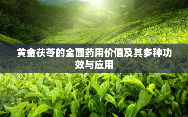 黄金茯苓的全面用价值及其多种功效与应用