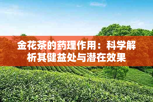 金花茶的理作用：科学解析其健益处与潜在效果