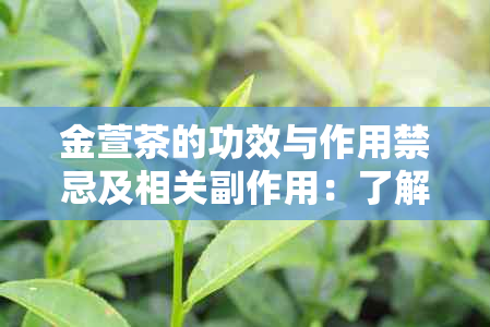 金萱茶的功效与作用禁忌及相关副作用：了解这种中草的全貌