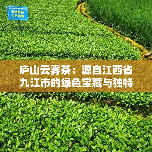 庐山云雾茶：源自江西省九江市的绿色宝藏与独特工艺