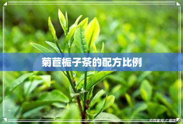 菊苣栀子茶的配方比例