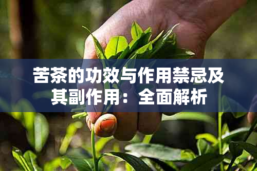 苦茶的功效与作用禁忌及其副作用：全面解析