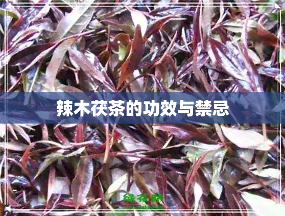 辣木茯茶的功效与禁忌