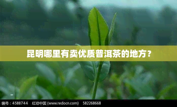 昆明哪里有卖优质普洱茶的地方？