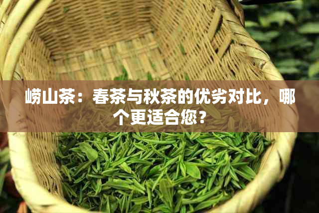 崂山茶：春茶与秋茶的优劣对比，哪个更适合您？