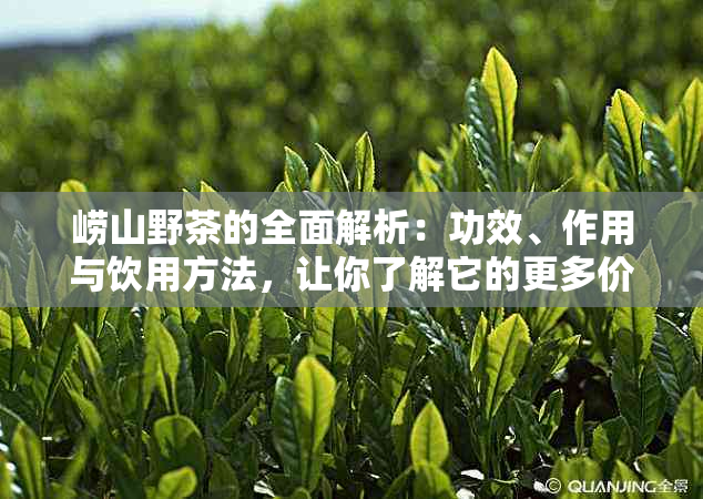 崂山野茶的全面解析：功效、作用与饮用方法，让你了解它的更多价值