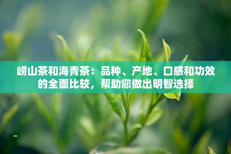 崂山茶和海青茶：品种、产地、口感和功效的全面比较，帮助您做出明智选择