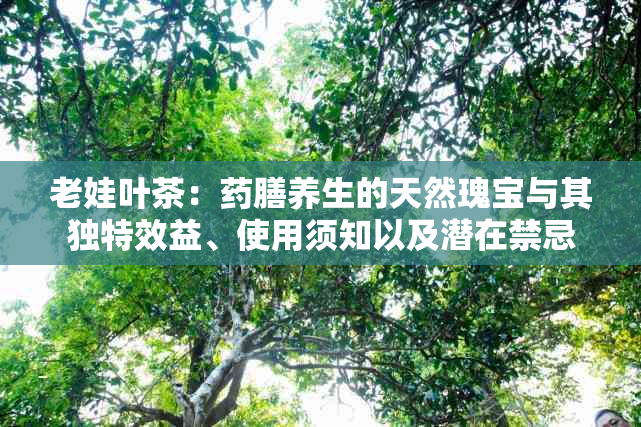 老娃叶茶：膳养生的天然瑰宝与其独特效益、使用须知以及潜在禁忌