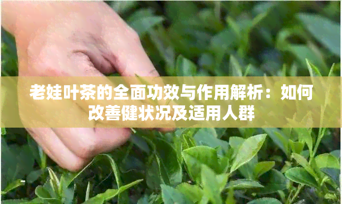 老娃叶茶的全面功效与作用解析：如何改善健状况及适用人群