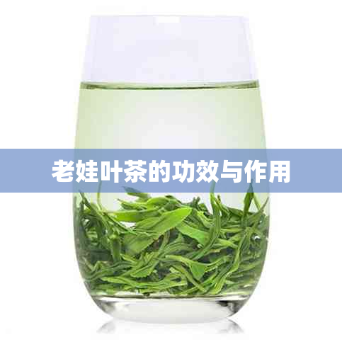 老娃叶茶的功效与作用