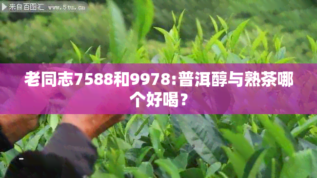 老同志7588和9978:普洱醇与熟茶哪个好喝？