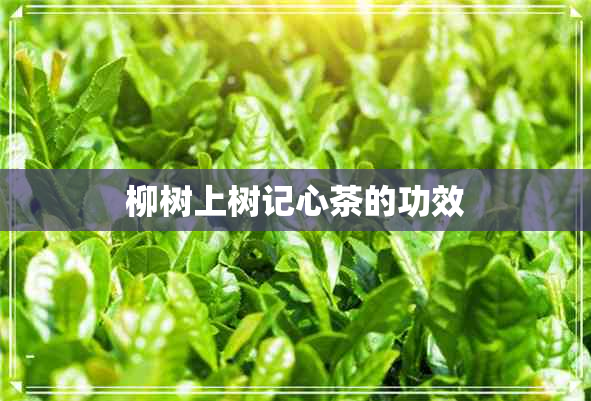 柳树上树记心茶的功效