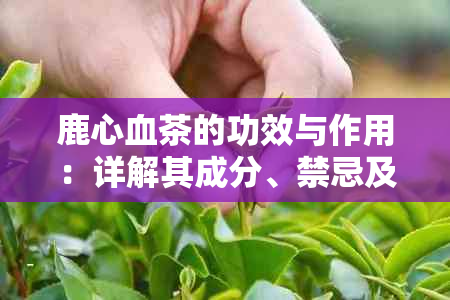 鹿心血茶的功效与作用：详解其成分、禁忌及食用方法