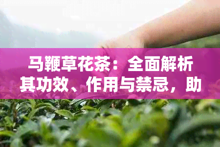 马鞭草花茶：全面解析其功效、作用与禁忌，助你健饮用与了解其潜力