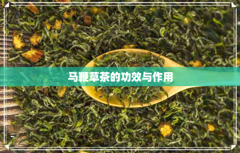 马鞭草茶的功效与作用