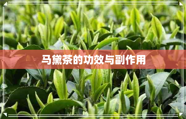 马黛茶的功效与副作用