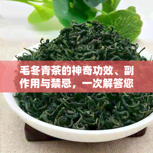 毛冬青茶的神奇功效、副作用与禁忌，一次解答您的所有疑问