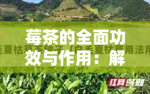 莓茶的全面功效与作用：解码其健益处、适用人群与饮用方法