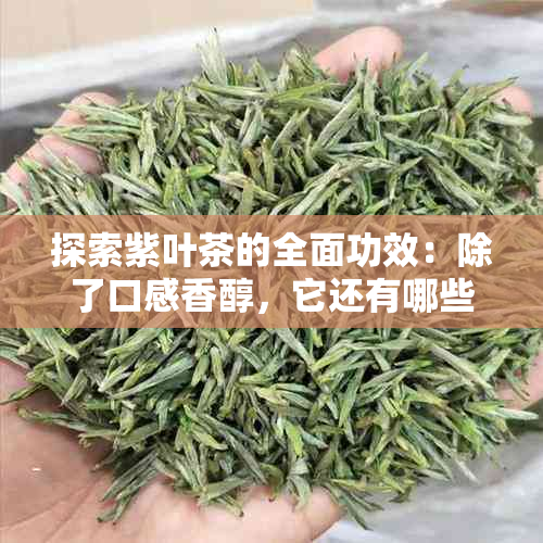 探索紫叶茶的全面功效：除了口感香醇，它还有哪些健益处？