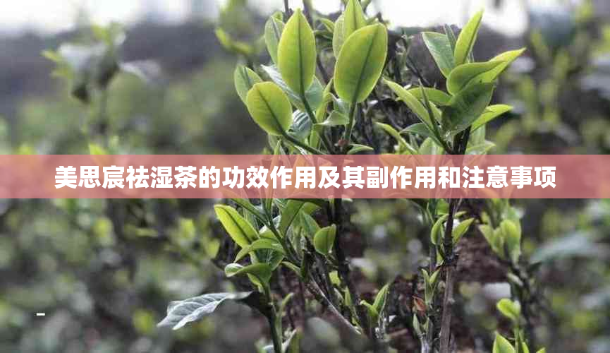 美思宸祛湿茶的功效作用及其副作用和注意事项