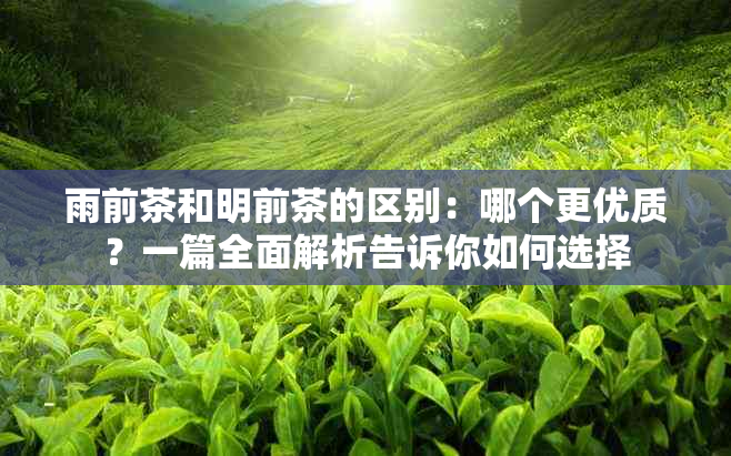 雨前茶和明前茶的区别：哪个更优质？一篇全面解析告诉你如何选择