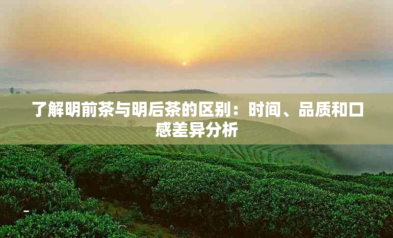 了解明前茶与明后茶的区别：时间、品质和口感差异分析