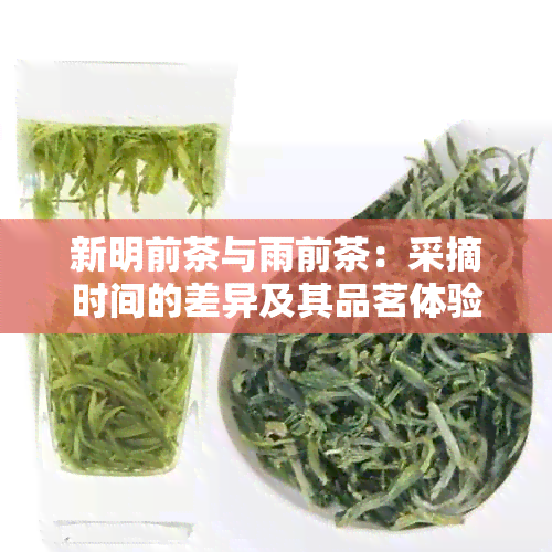 新明前茶与雨前茶：采摘时间的差异及其品茗体验