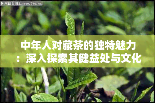 中年人对藏茶的独特魅力：深入探索其健益处与文化价值