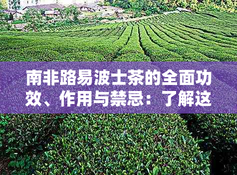 南非路易波士茶的全面功效、作用与禁忌：了解这种茶对健的影响及潜在风险