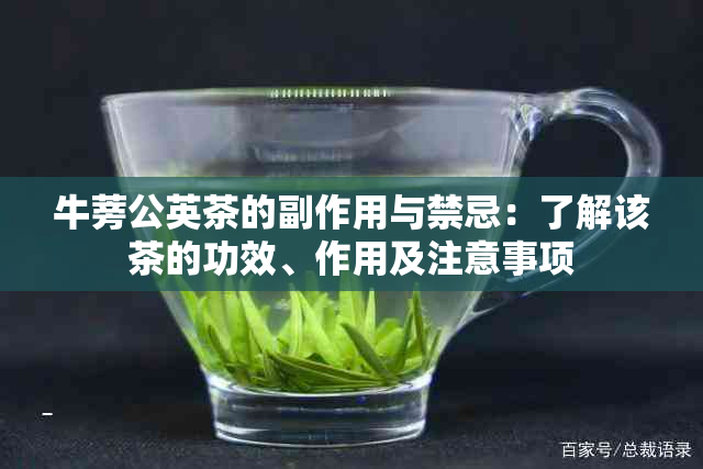 牛蒡公英茶的副作用与禁忌：了解该茶的功效、作用及注意事项