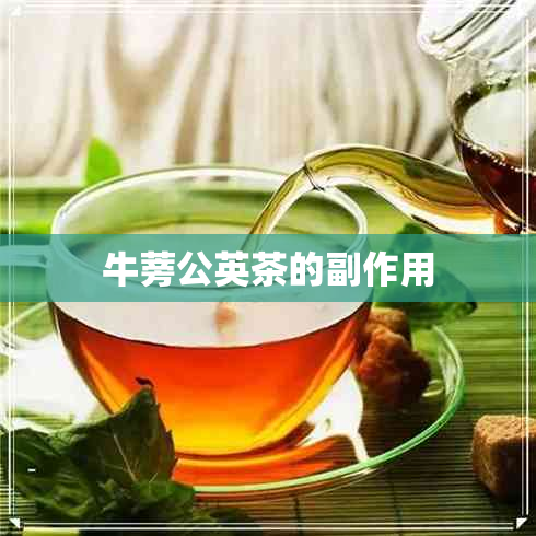 牛蒡公英茶的副作用