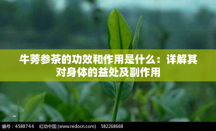 牛蒡参茶的功效和作用是什么：详解其对身体的益处及副作用