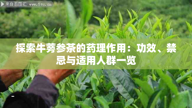 探索牛蒡参茶的理作用：功效、禁忌与适用人群一览