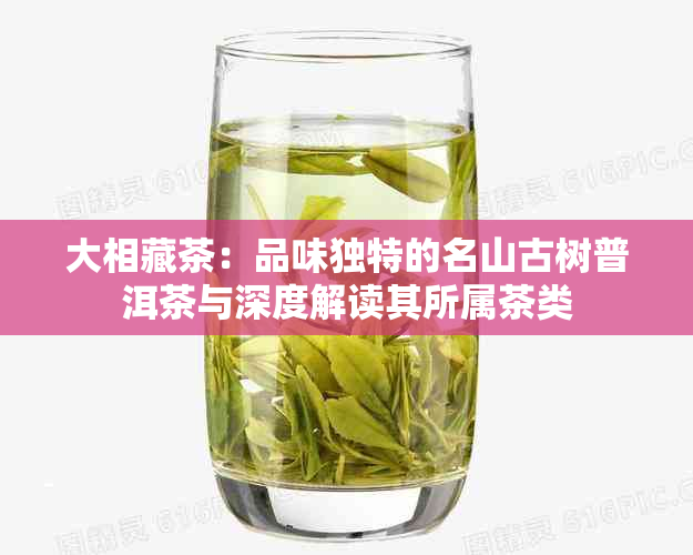 大相藏茶：品味独特的名山古树普洱茶与深度解读其所属茶类