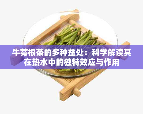 牛蒡根茶的多种益处：科学解读其在热水中的独特效应与作用