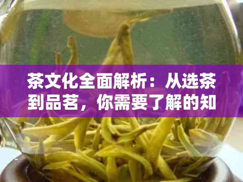 茶文化全面解析：从选茶到品茗，你需要了解的知识