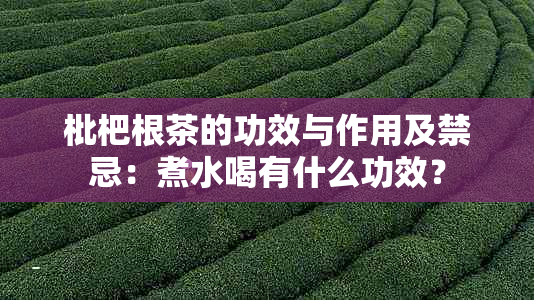 枇杷根茶的功效与作用及禁忌：煮水喝有什么功效？