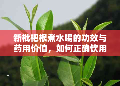 新枇杷根煮水喝的功效与用价值，如何正确饮用以获得效果？