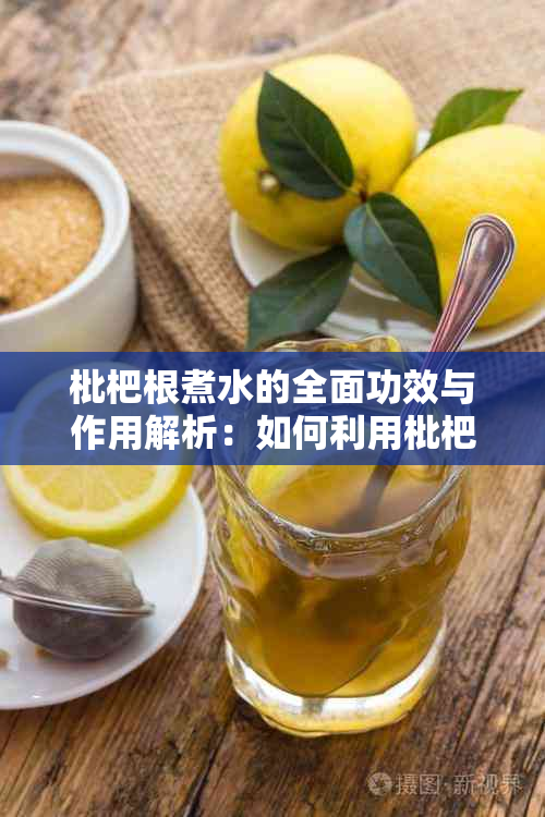 枇杷根煮水的全面功效与作用解析：如何利用枇杷根改善身体健