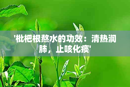 '枇杷根熬水的功效：清热润肺，止咳化痰'